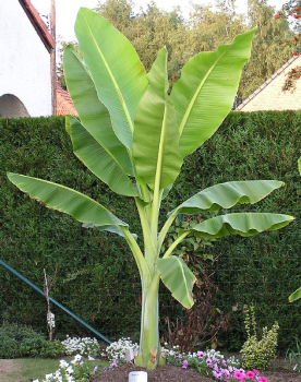 Frostharte Bananenpflanze, 20�30 cm, Cont. 1 l