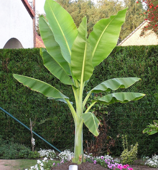 Frostharte Bananenpflanze, 20�30 cm, Cont. 1 l