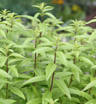 Zitronenverbene, Cont. 1,5 l