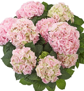 Bauern-Hortensie SAXON�'SONNENSTEIN', Cont. 4 l