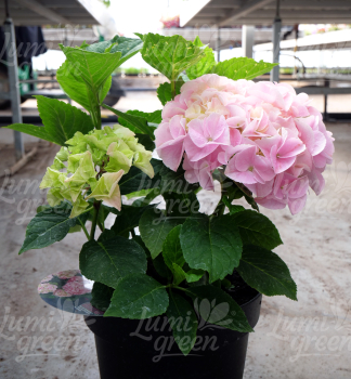 Obr�zok (5)