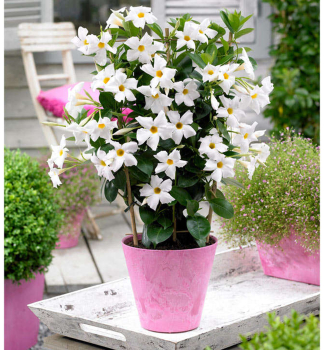 Dipladenia 'JADE WHITE', Cont. 1 l