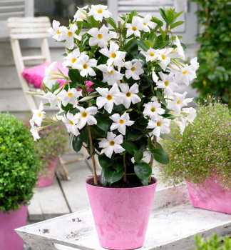 Dipladenia 'JADE WHITE', Cont. 1 l