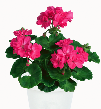 Stehend Geranie 'LITTLE LADY� PINK', Cont. 0,5 l