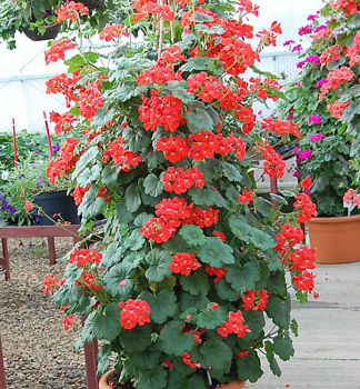 Stehend Geranie �ANTIK ORANGE�, Cont. 0,5 l