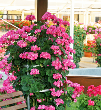 Stehend Geranie �ANTIK PINK�, Cont. 0,5 l