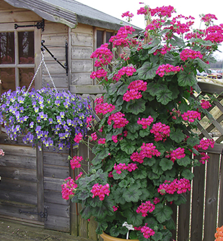 Stehend Geranie �ANTIK VIOLET�, Cont. 0,5 l