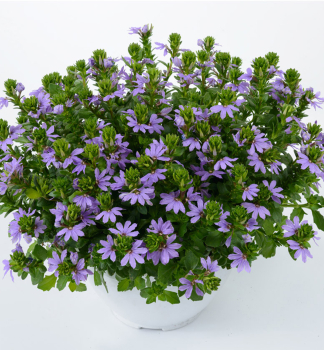 F�cherblume �VENTIA BLUE�, Cont. 0,5 l