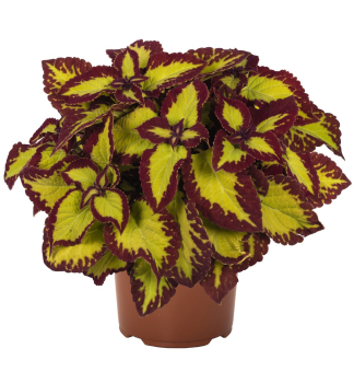 Buntnessel 'VELVET', Cont. 0,5 l