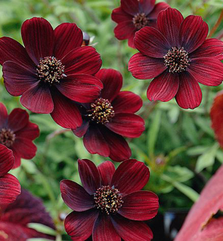 Schokoladenblume CHOCAMOCHA Cont. 0,5 l
