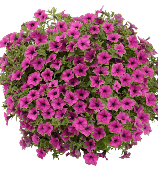Petunie 'CASCADIAS� PITAYA', Cont. 0,5 l