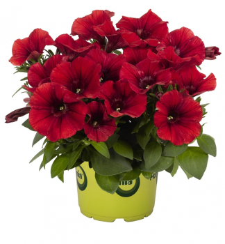 Halb�berh�ngende Petunie 'POTUNIA� RED', Cont. 0,5 l