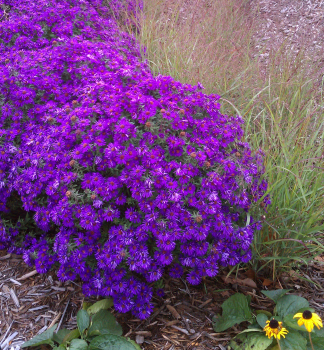 Kissen-Aster 'PURPLE DOME', Cont. 0,5 l