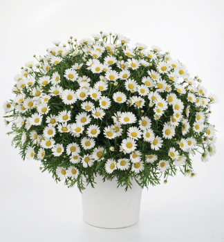 Chrysantheme �DAY-ZEE WHITE�, Cont. 0,5 l