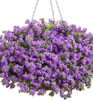 Schneeflockenblume �SCOPIA DOUBLE INDIGO�, Cont. 0,5 l