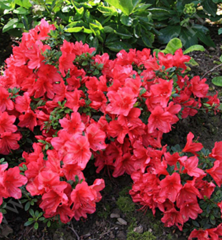 Japanische Azalee 'ARABESK' 20-30 cm, Cont. 4 l