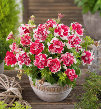 Petunie 'TUMBELINA� CHERRY RIPPLE', Cont. 0,5 l