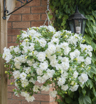 Petunie 'TUMBELINA� DIANA', Cont. 0,5 l