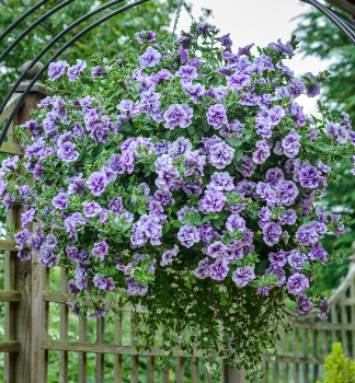 Petunie 'TUMBELINA� PRISCILLA', Cont. 0,5 l