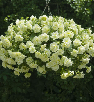 Petunie 'TUMBELINA� SUSANNA', Cont. 0,5 l