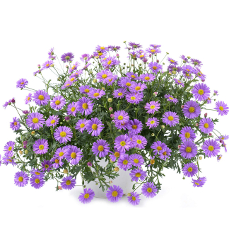 Blaues G�nsebl�mchen �BRASCO VIOLET�, Cont. 0,5 l