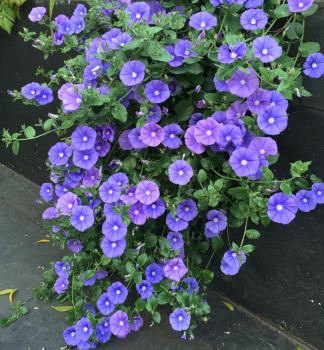 Kriechende Winde �MANATI DEEP BLUE�, Cont. 0,5 l