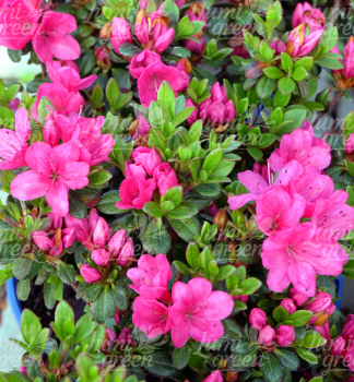 Obr�zok (7)