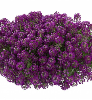 Duftsteinrich �PURPLE STREAM�, Cont. 0,5 l