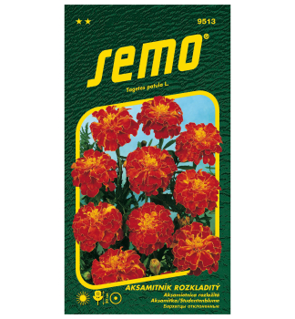 Samen - STUDENTENBLUME 'CARMEN'