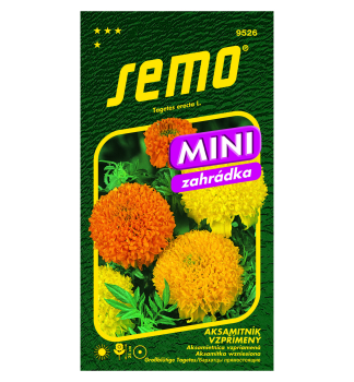 Samen -  Grossbl�tige TAGETES �CUPIDON� niedrig