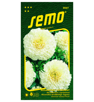 Samen - Grossbl�tige TAGETES �KILIMANJARO�