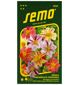 Samen - DAHLIA 'FIREWORKS'