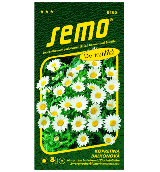 Samen -MARGERITE 'SNEHURKA'