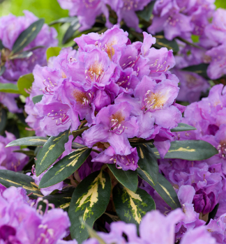 Rhododendron GOLDFLIMMER 15-20 cm, Cont. 1,3 l