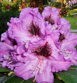Rhododendron AZURRO 15-20 cm, Cont. 1,3 l