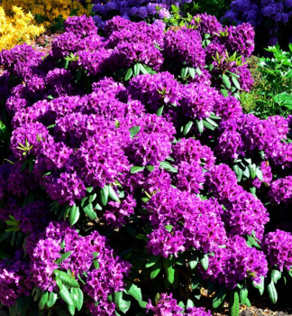 Rhododendron �AZURRO� 15-20 cm, Cont. 1,3 l