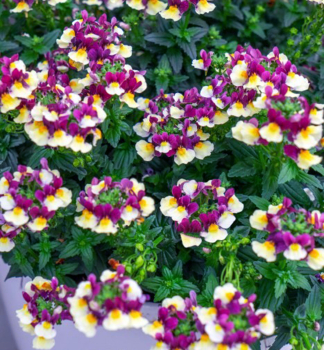 Elfenspiegel �ESCENTIAL BLUEBERRY CUSTARD�, Cont. 0,5 l