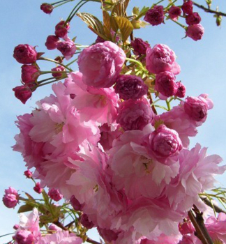 Zierkirsche 'PINK PERFECTION' (Sakura) auf Stamm 120 cm, Cont. 7,5 l