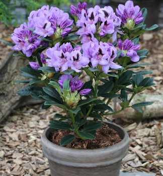 Rhododendron BLUE JAY 30-40 cm, Cont. 1,3 l