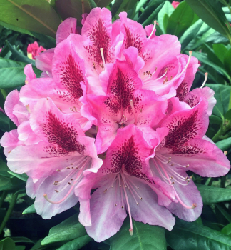 Rhododendron COSMOPOLITAN 30-40 cm, Cont. 5 l