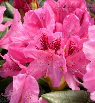 Obr�zok (11)