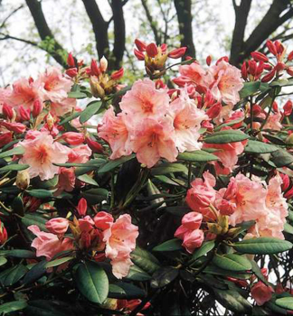 Rhododendron VIRGINIA RICHARD 30-40 cm, Cont. 5 l
