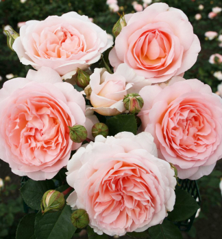 Rose MRCHENZAUBER *** ADR, Kordes 2015, Cont. 2 l