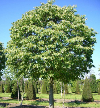 Winterlinde 'GREEN GLOBE' auf Stamm 100 cm, Cont. 7,5 l