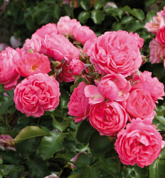 Rose MOIN MOIN * ADR, Kordes 2011, Auf Stamm 80 cm, Cont. 5 l
