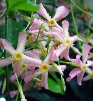 Sternjasmin STAR OF IBIZA 40-50 cm, Cont. 1,6 l