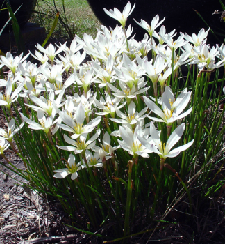 Reinweie Zephirblume, Cont. 0,5 l