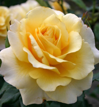 Groblumige Buschrose 'SUNNY SKY' * ADR, Cont. 2 l