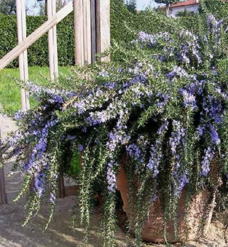 Rosmarin �PROSTRATUS� Cont. 1 l