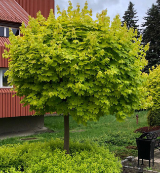 Spitzahorn GOLDEN GLOBE auf Stamm 110 cm, Cont. 5 l